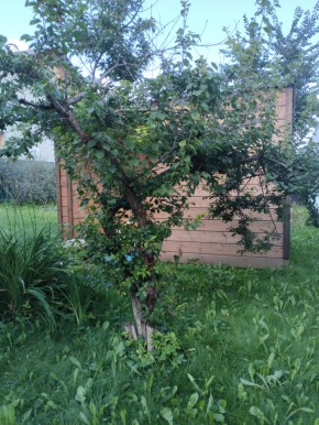 Коллективный сад номер 7, участок 58 в Нижней Туре - nizhnyaya-tura.yutvil.ru - фото 28