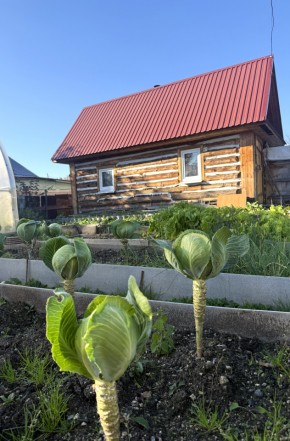 СНТ Дорожник, 97 в Нижней Туре - nizhnyaya-tura.yutvil.ru - фото 19