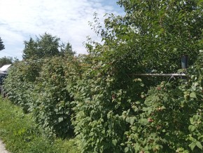 СНТ Медик-2 в Нижней Туре - nizhnyaya-tura.yutvil.ru - фото 3