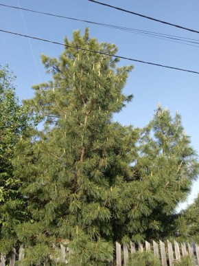 ул. Полынная,29 в Нижней Туре - nizhnyaya-tura.yutvil.ru - фото 18